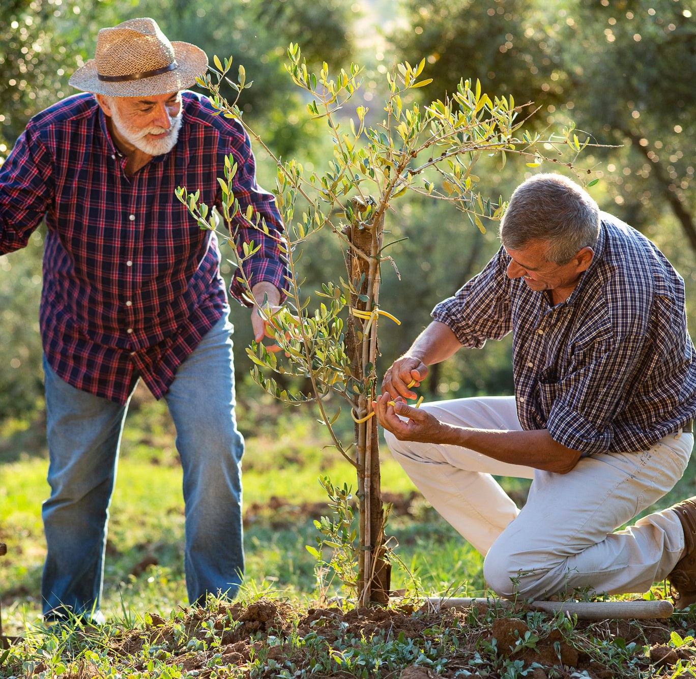 Adopt An Olive Grove - Libellula
